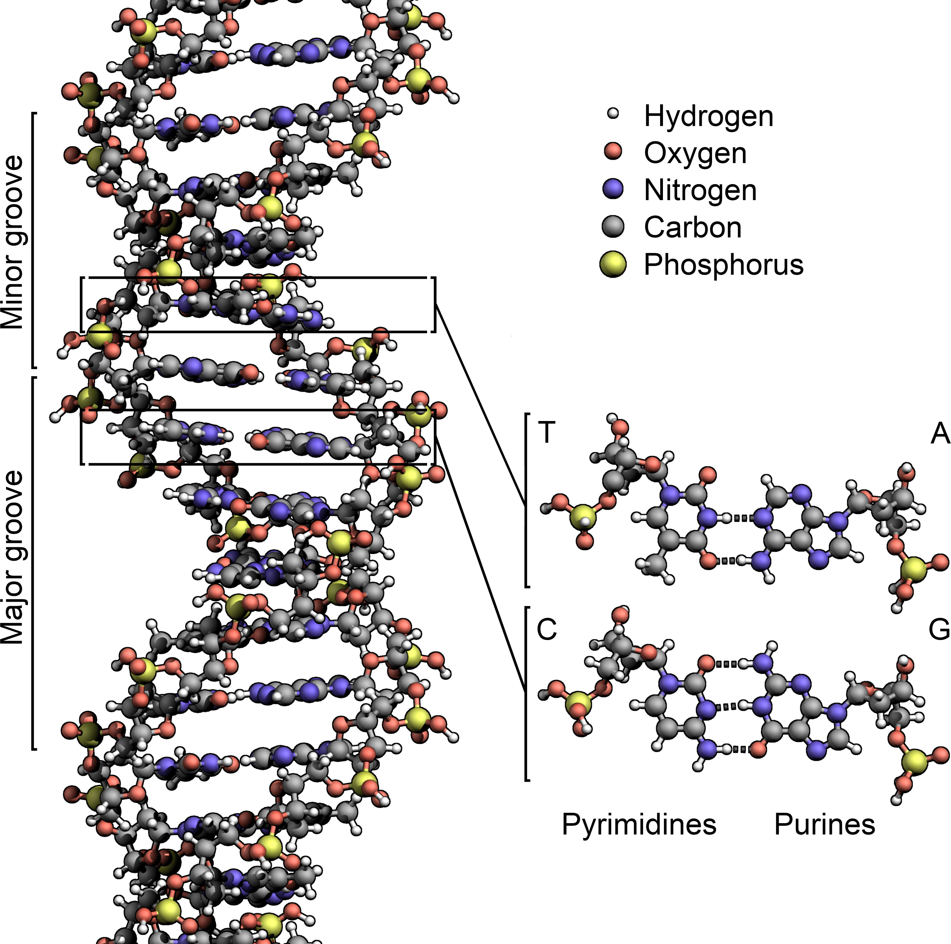 Structure of DNA