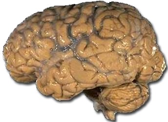 Structure of the Human Brain