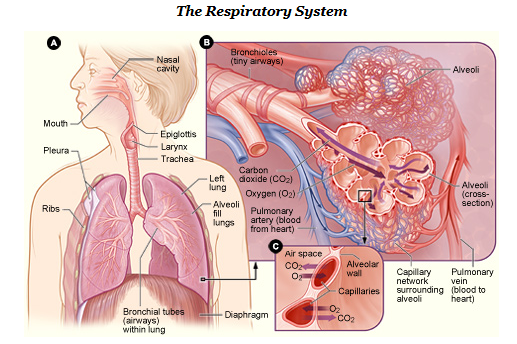 The Human Respiratory System